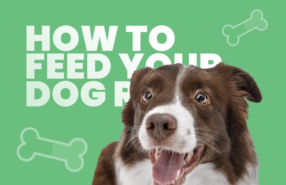 Am I Allowed To Bring My Dog On Base